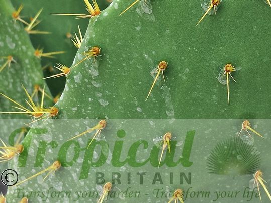 Opuntia lindheimeri - Beeville, TX