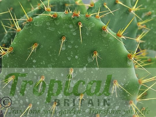 Opuntia lindheimeri - Beeville, TX