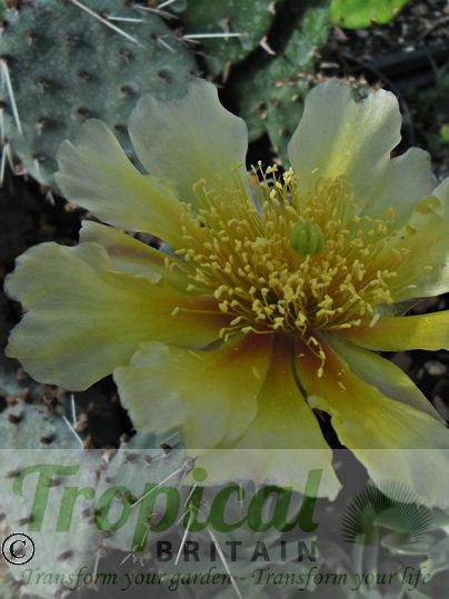 Opuntia pottsii var. nova DJF1441 SW Albuquerque, NM