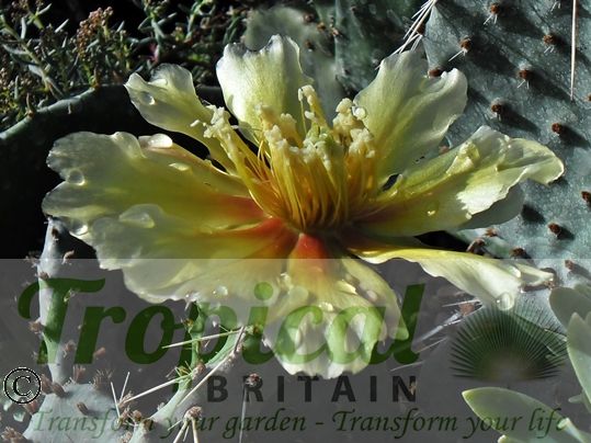 Opuntia pottsii var. nova DJF1441 SW Albuquerque, NM