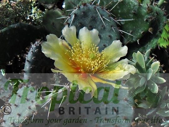 Opuntia pottsii var. nova DJF1441 SW Albuquerque, NM