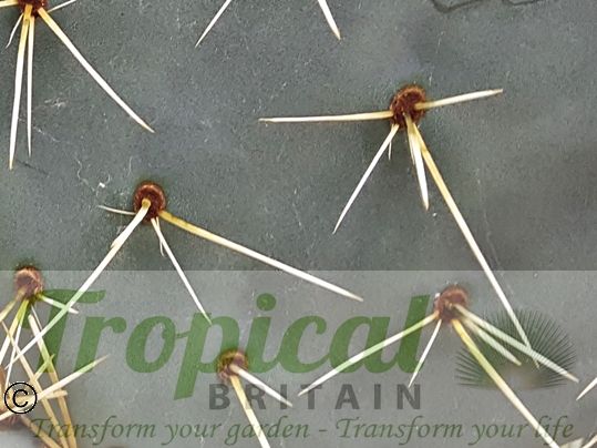 Opuntia robusta
