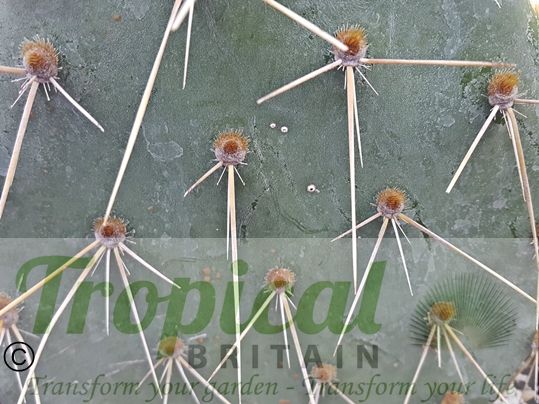 Opuntia sandiana