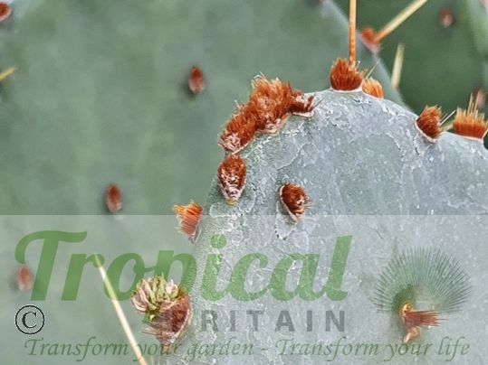 Opuntia sanguinicola