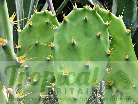 Opuntia stricta