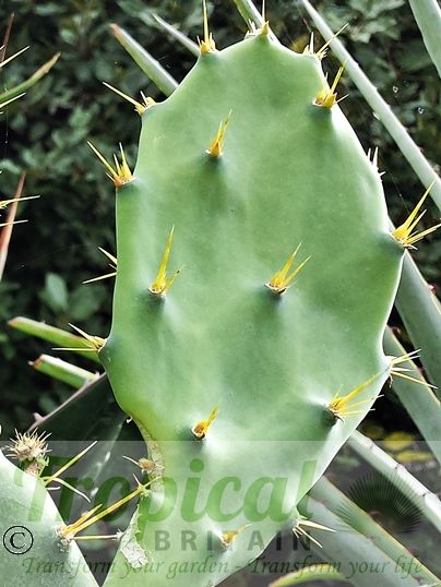 Opuntia stricta