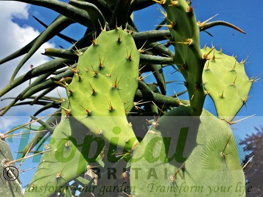 Opuntia stricta