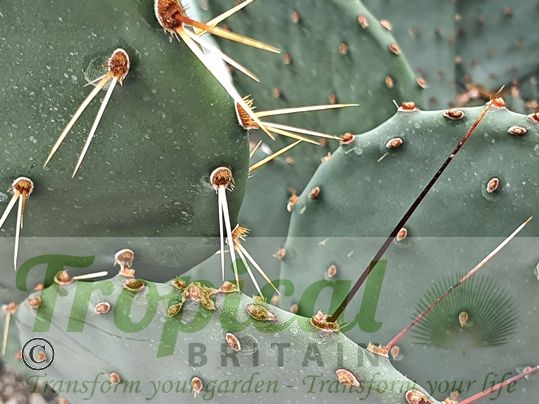 Opuntia strigil