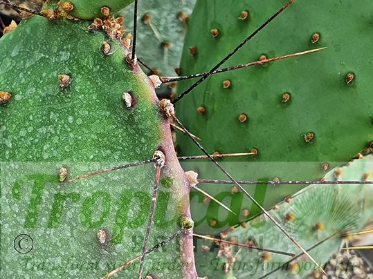 Opuntia strigil