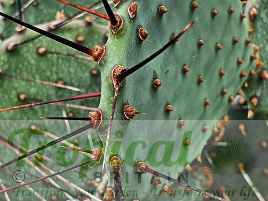Opuntia strigil