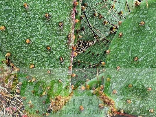 Opuntia strigil