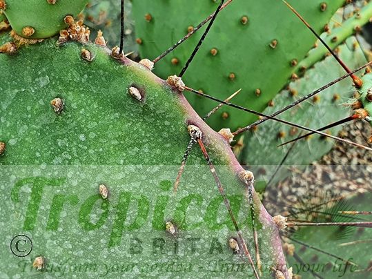 Opuntia strigil