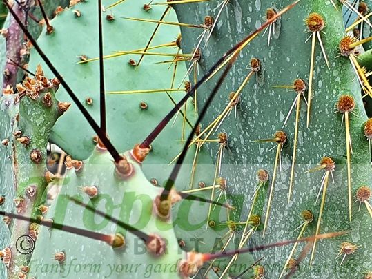 Opuntia strigil