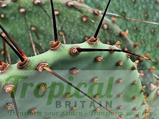 Opuntia strigil