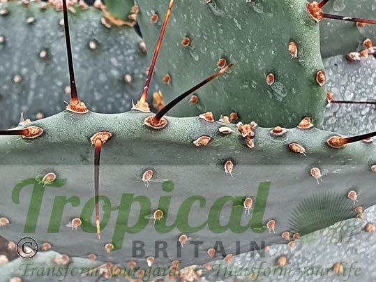 Opuntia strigil