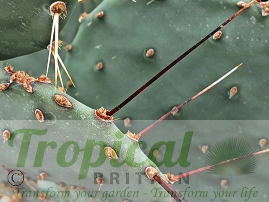 Opuntia strigil