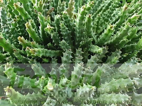 Orbea variegata