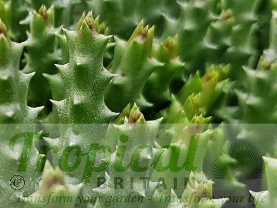 Orbea variegata