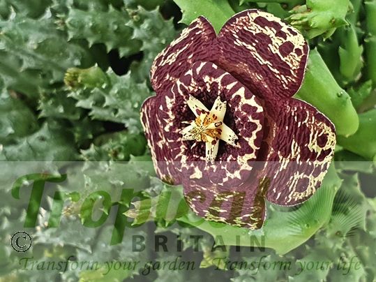 Orbea variegata