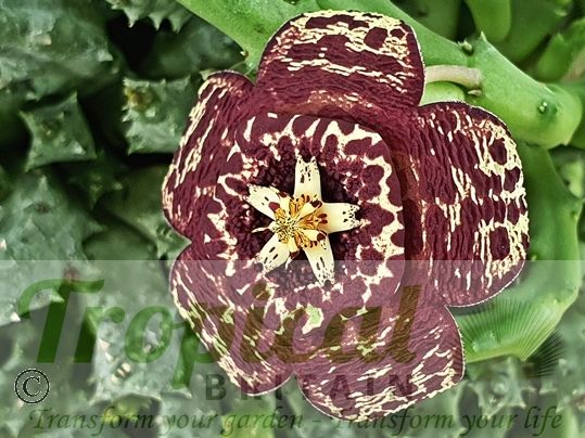 Orbea variegata