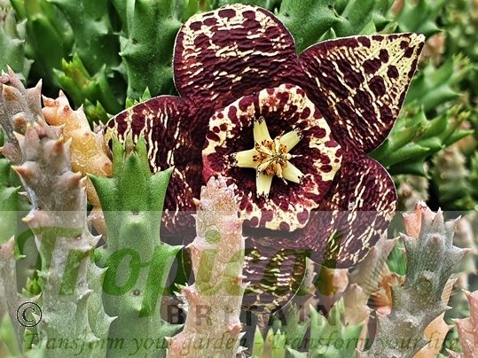 Orbea variegata