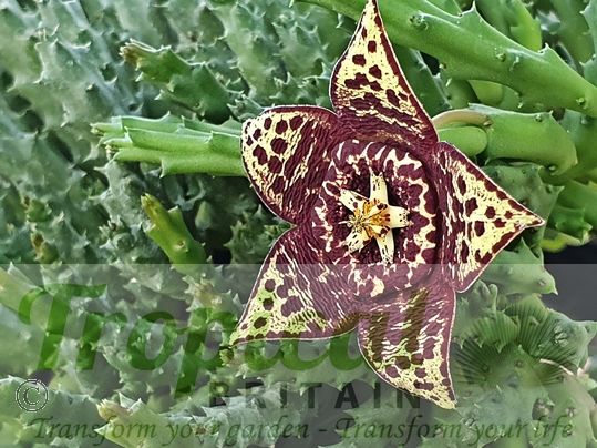 Orbea variegata
