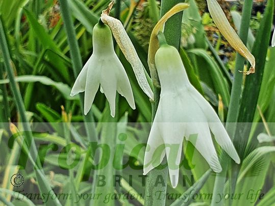 Ornithogalum candicans