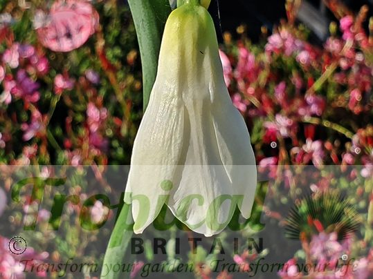 Ornithogalum candicans