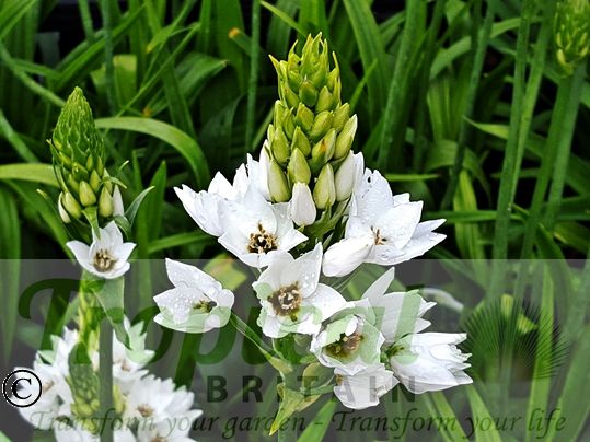 Ornithogalum thyrsoides