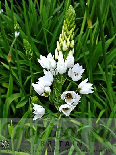 Ornithogalum thyrsoides