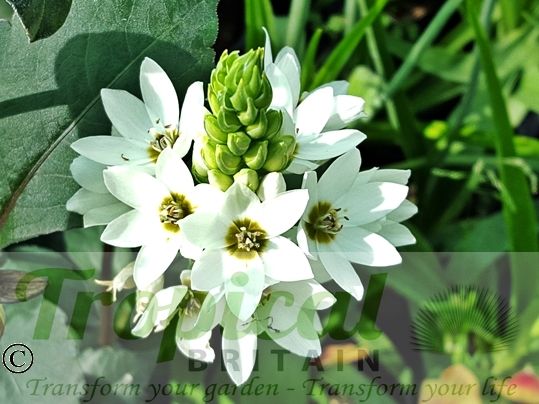 Ornithogalum thyrsoides