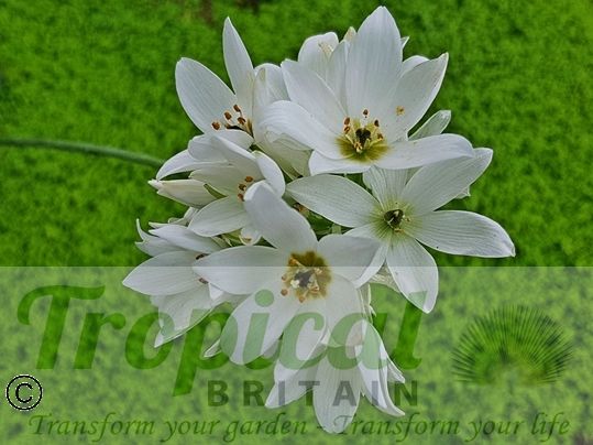Ornithogalum thyrsoides