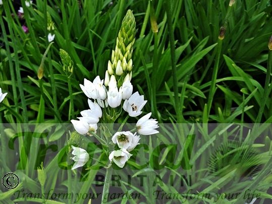 Ornithogalum thyrsoides