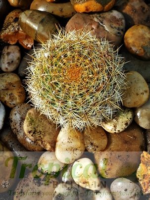 Oroyo peruviana