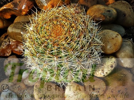 Oroyo peruviana