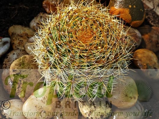Oroyo peruviana