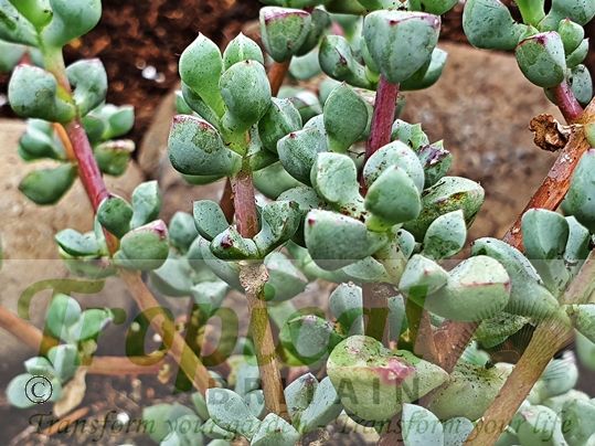 Oscularia deltoides