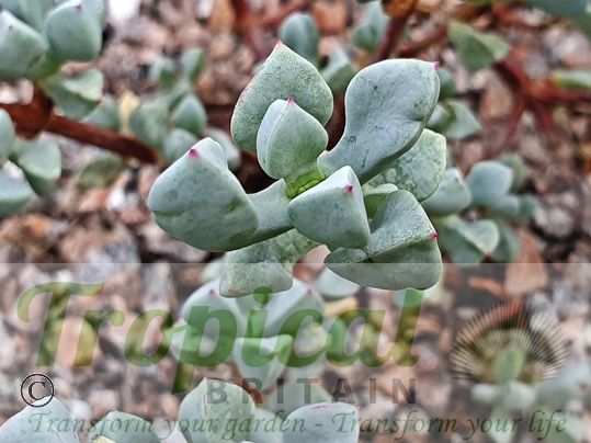 Oscularia deltoides