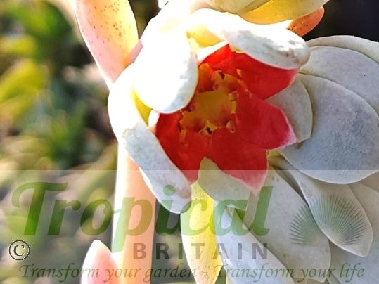 Pachyphytum bracteosum