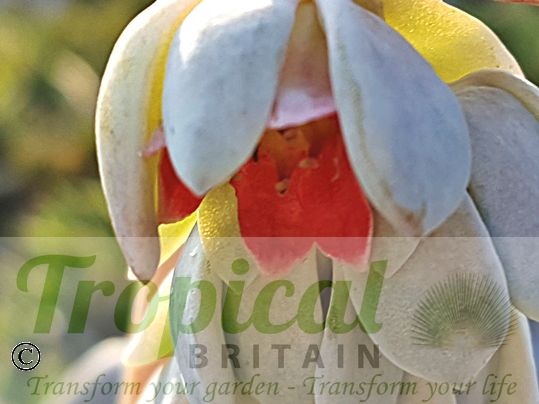 Pachyphytum bracteosum