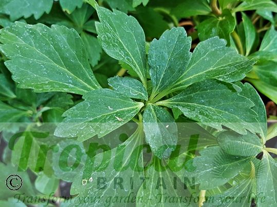 Pachysandra terminalis