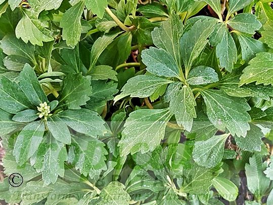 Pachysandra terminalis