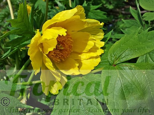 Paeonia ludlowii