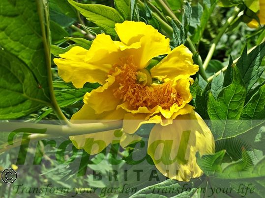 Paeonia ludlowii