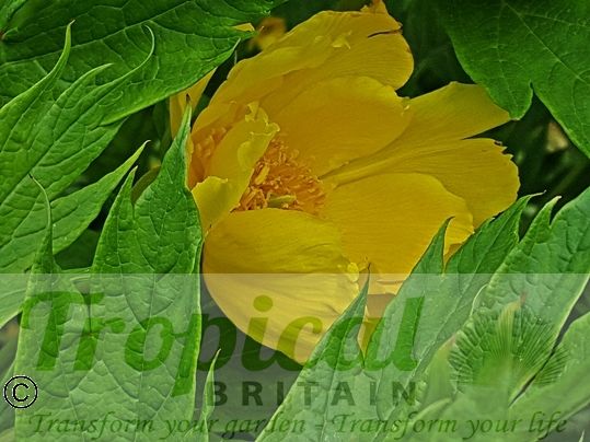 Paeonia ludlowii