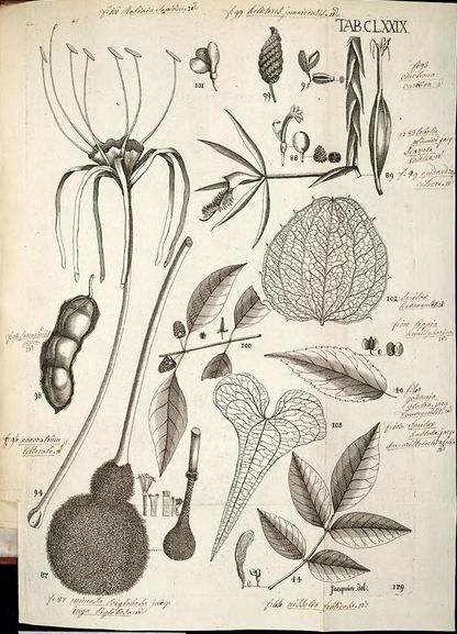 Pancratium littorale (as it was first described) to the left of this botanical drawing from Nikolaus Joseph von Jacquin's 1763 publication, Selectarum Stirpium Americanarum Historia