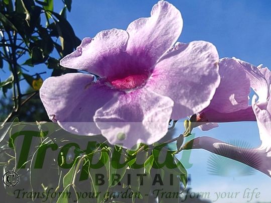 Pandorea jasminoides