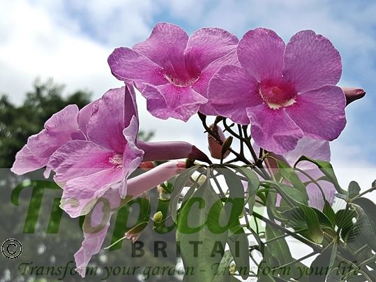 Pandorea jasminoides