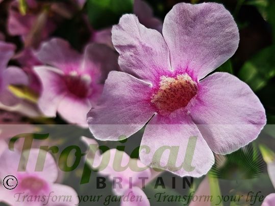 Pandorea jasminoides