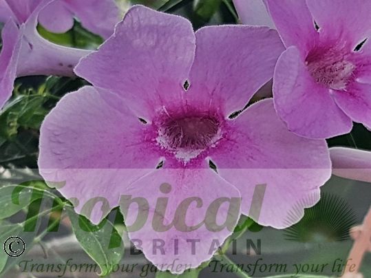 Pandorea jasminoides